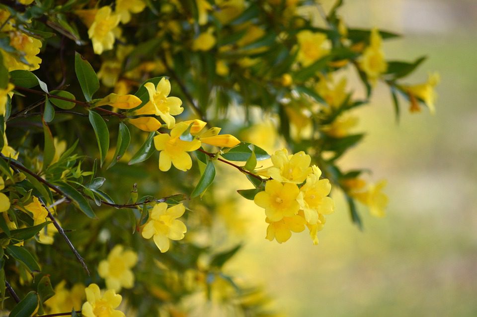 10 Types of Jasmine Flowers You Must Grow Blooming Anomaly