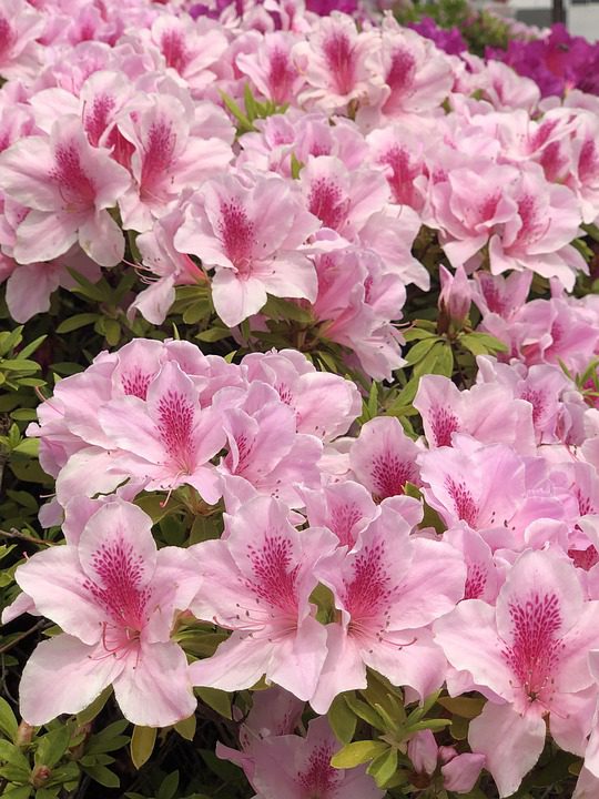 Poisonous Flowers to Be Wary of Blooming Anomaly