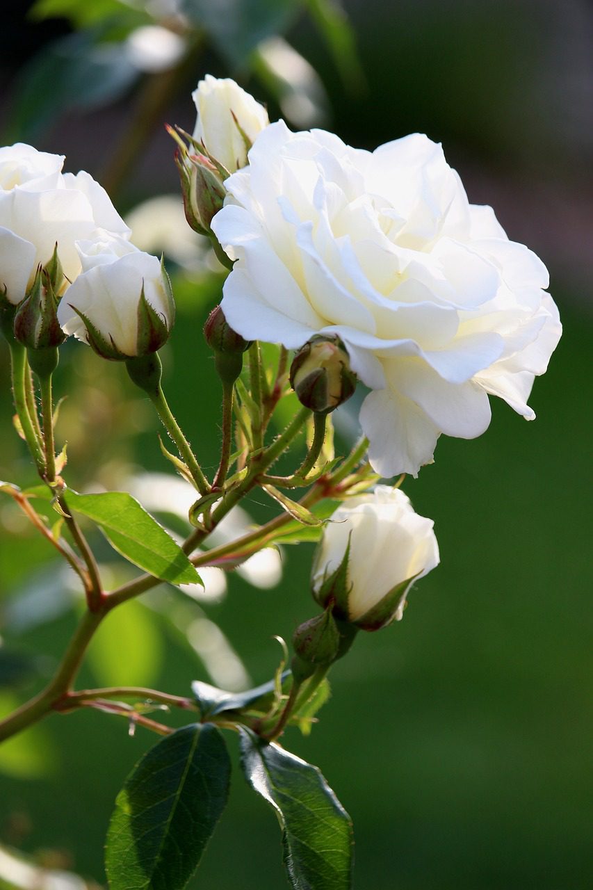 10 Popular White Rose Bush Varieties Blooming Anomaly