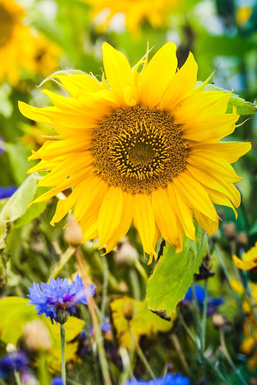 How to Grow the Common Sunflower Blooming Anomaly