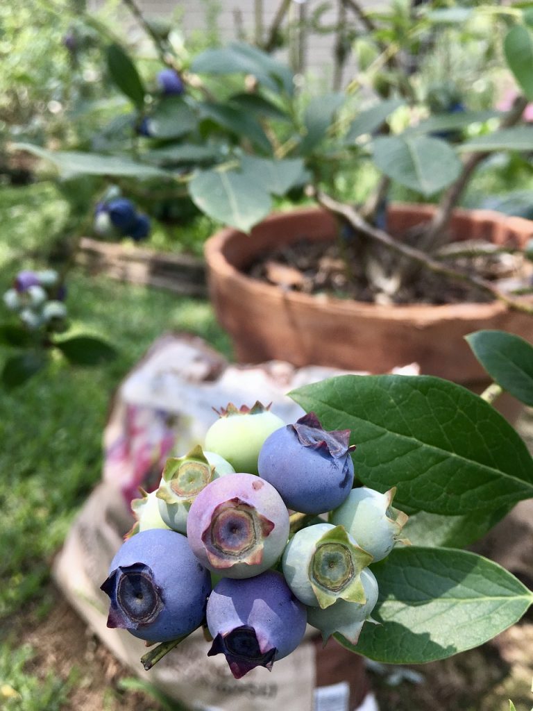 Genius Growing Blueberries in Pots Tips Blooming Anomaly