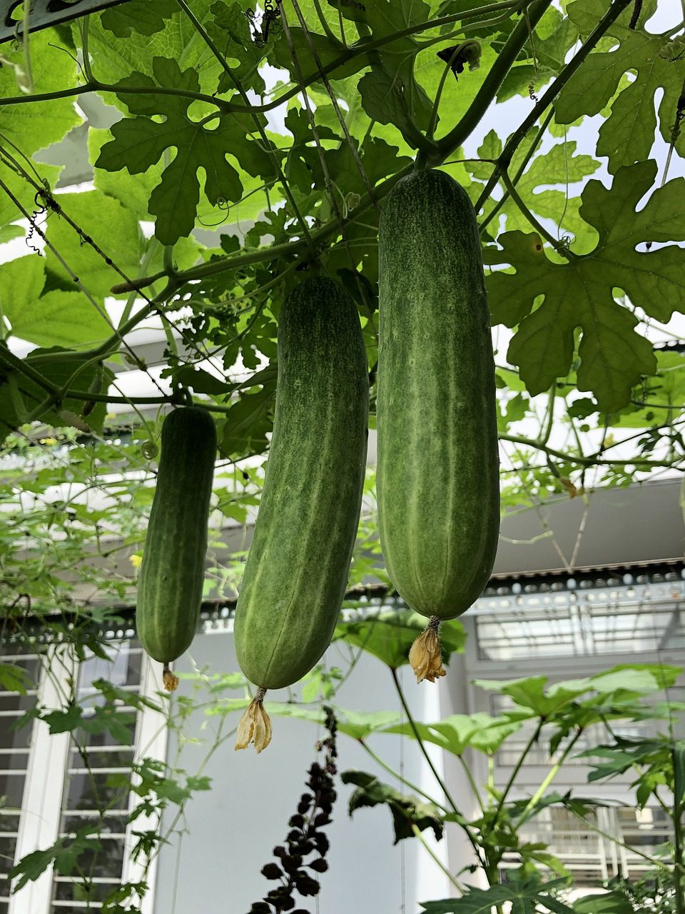 A Complete Guide to Growing Cucumbers in a Pot Blooming Anomaly
