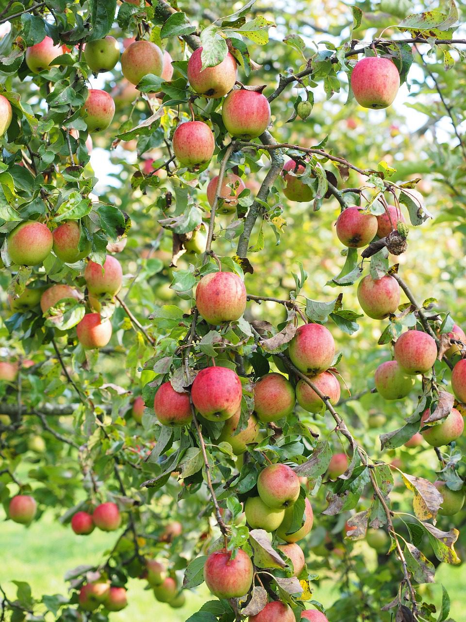 Simple Tips for Growing Apple Trees Blooming Anomaly