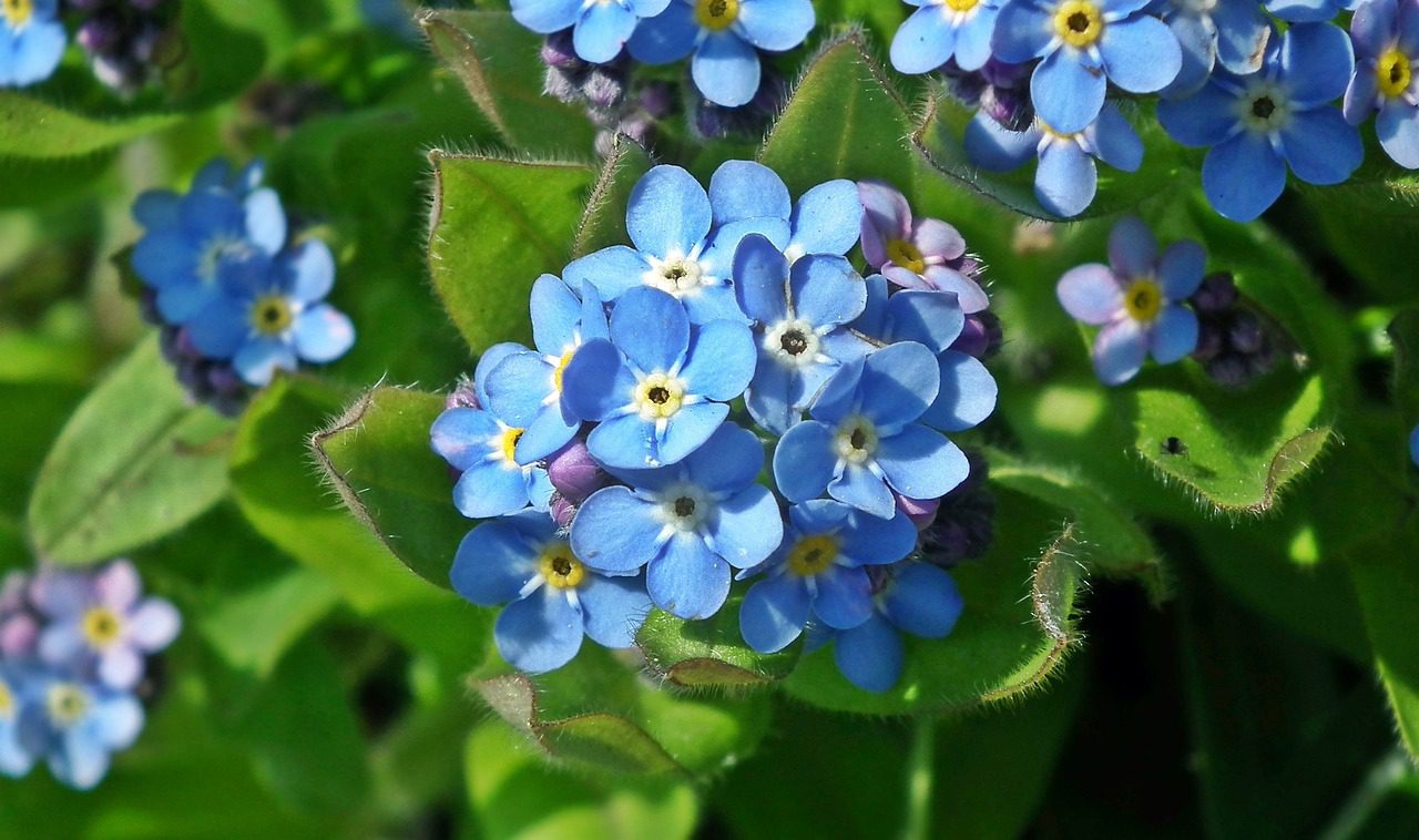 The Ultimate Guide on How to Plant Me Not Seeds Blooming Anomaly