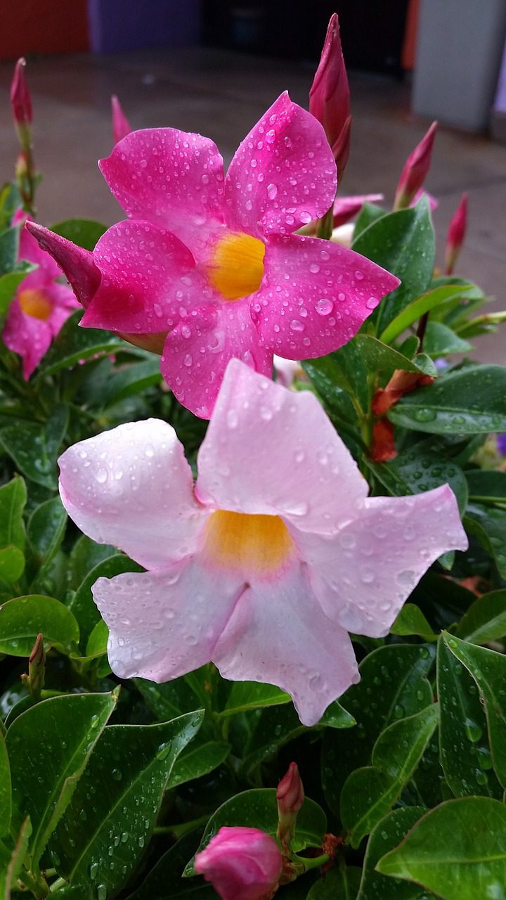 How to Grow Mandevilla in a Pot Secrets Blooming Anomaly