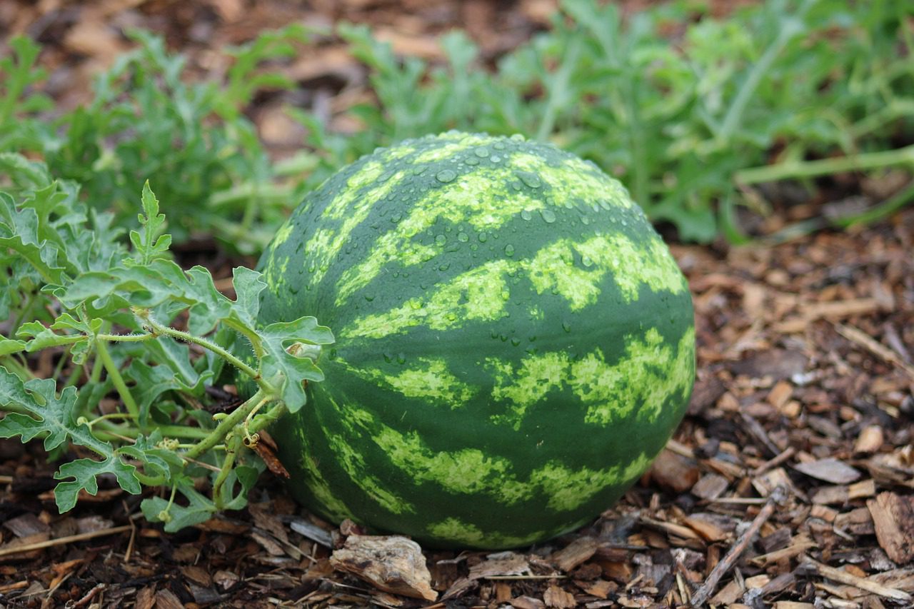 Growing Watermelon Plant Stages Guide Blooming Anomaly