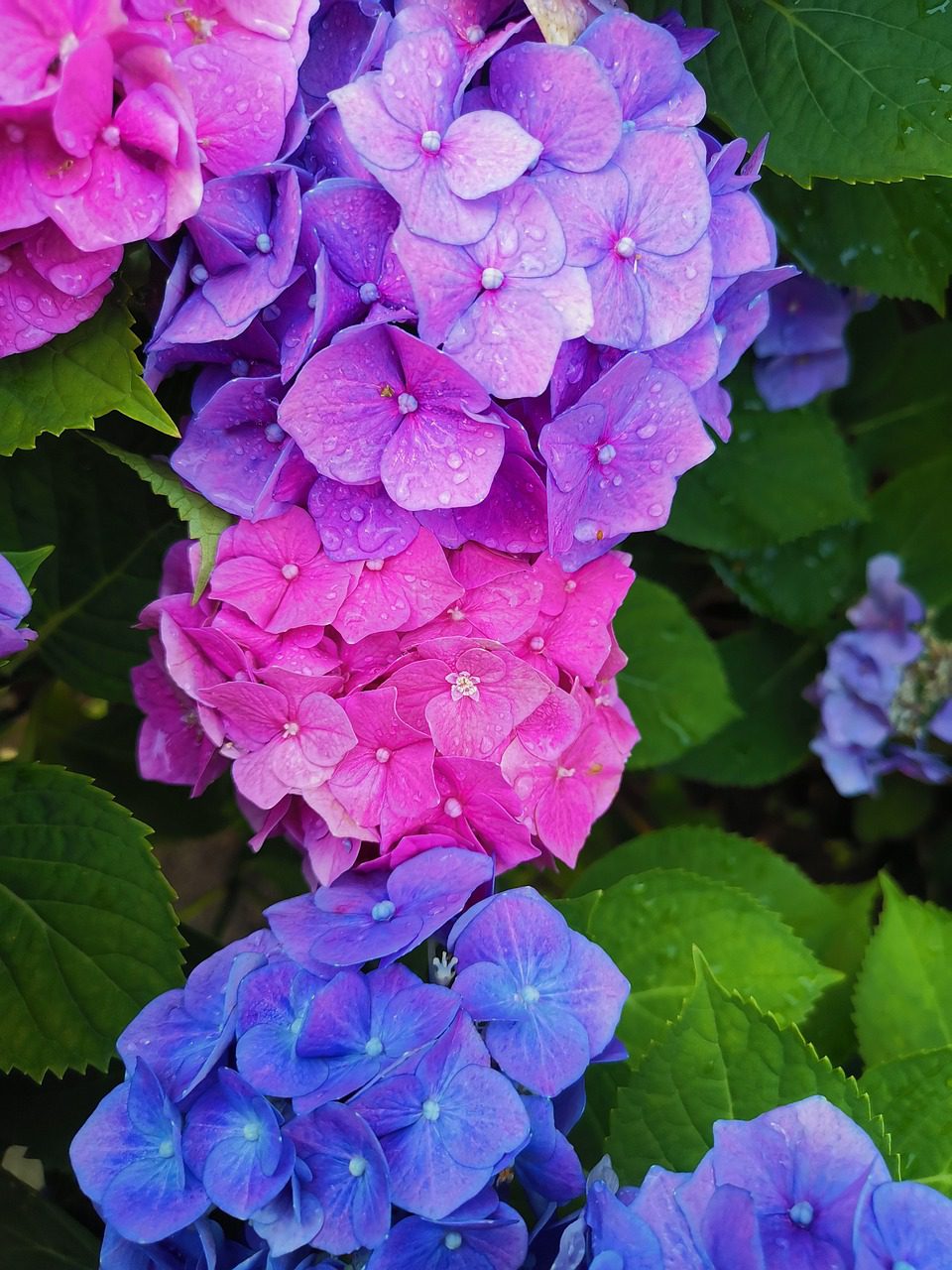 How to Prune Endless Summer Hydrangea Tips Blooming Anomaly