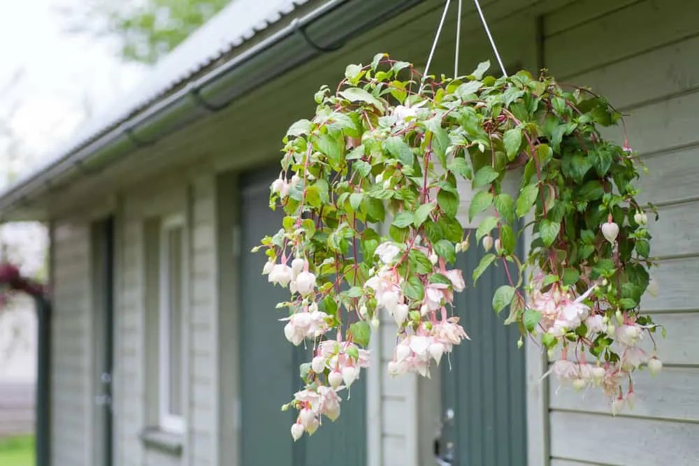 8 Best Hanging Basket Plants & Flowers for Shade