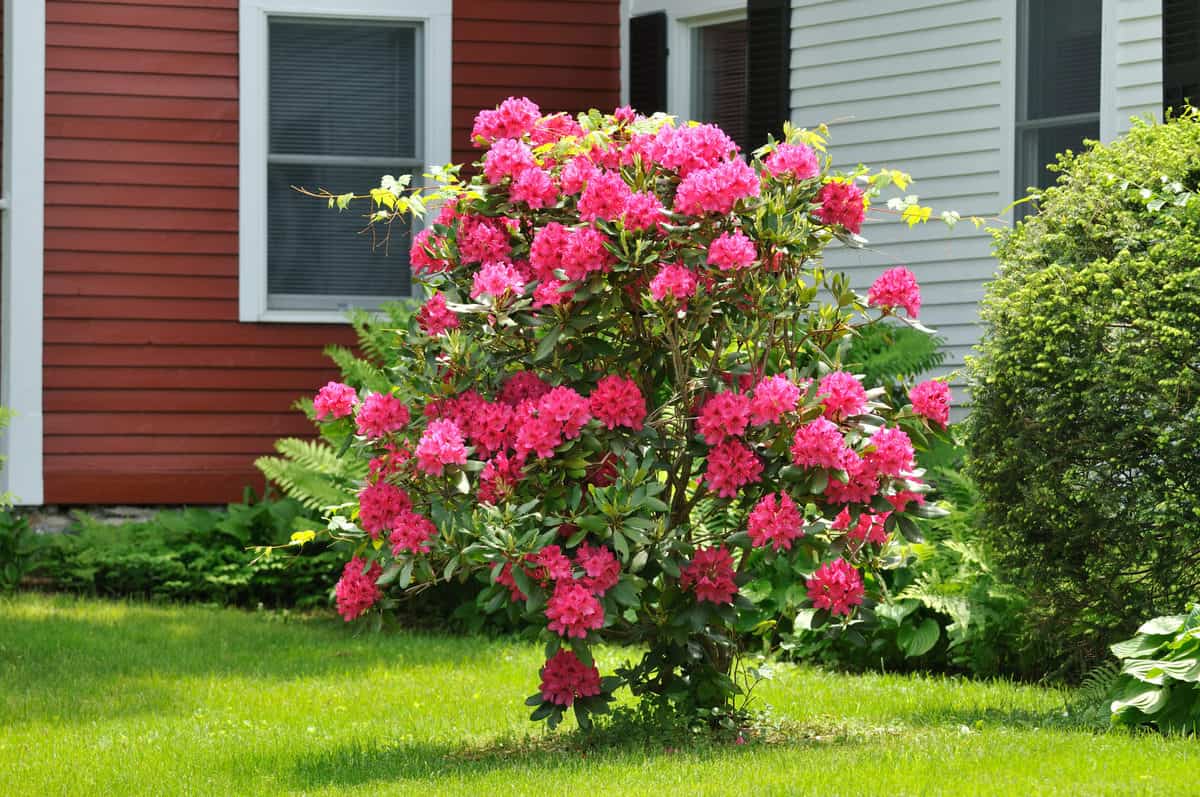 12 Best Specimen Trees, Shrubs & Plants To Bring Focus & Attention