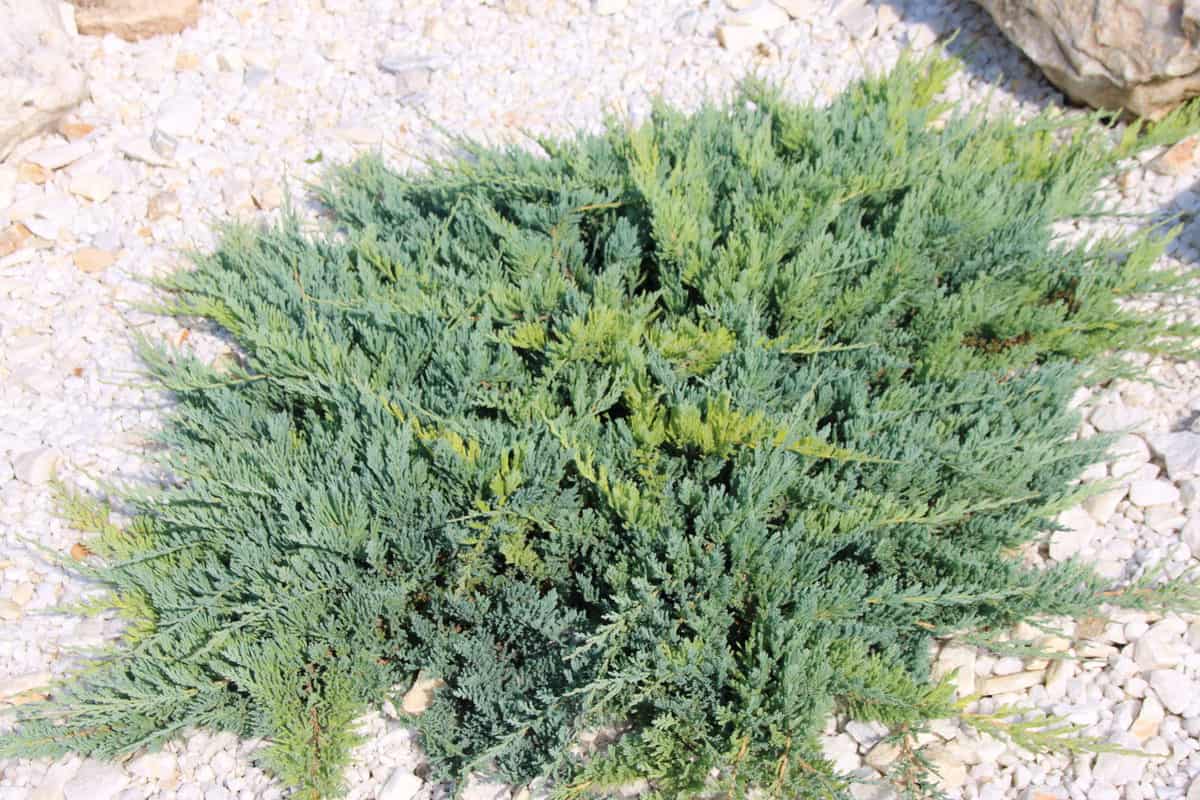 Foundation Plants 16 Shrubs & Plants For The Front Of Your House