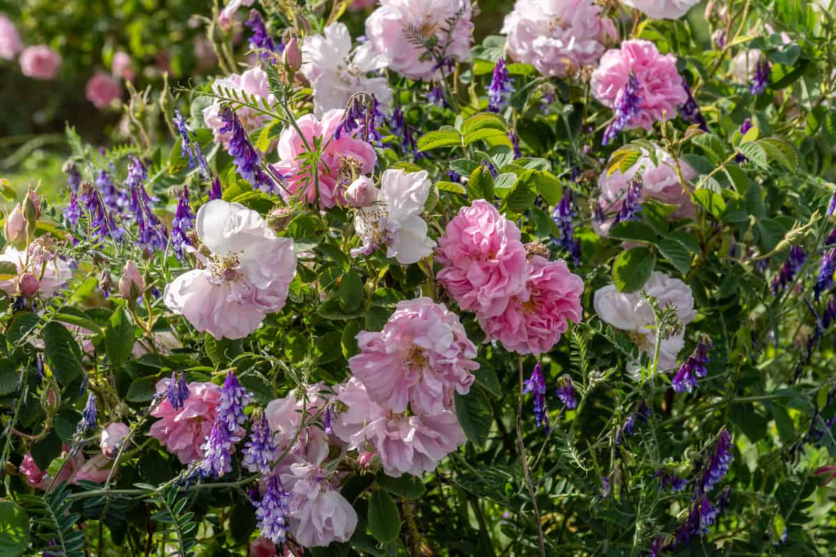12 Rose Companion Plants (& What Not To Grow Near Roses)