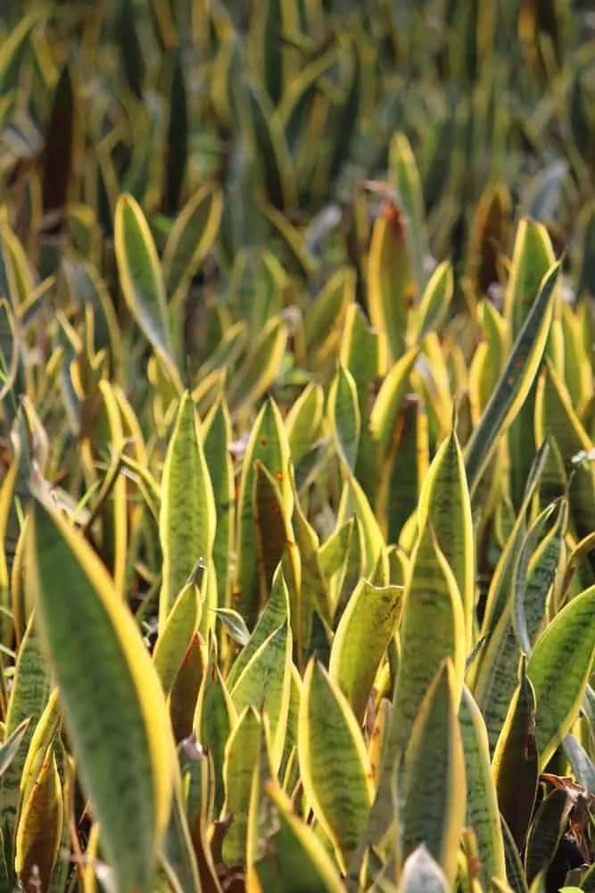 10 Common Snake Plant Problems & How To Fix Them