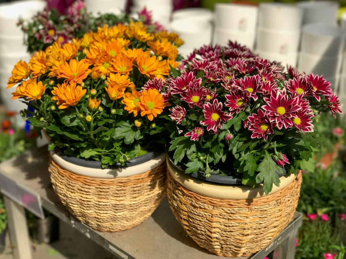 12 Best Plants For Stunning Fall Pots & Container Displays