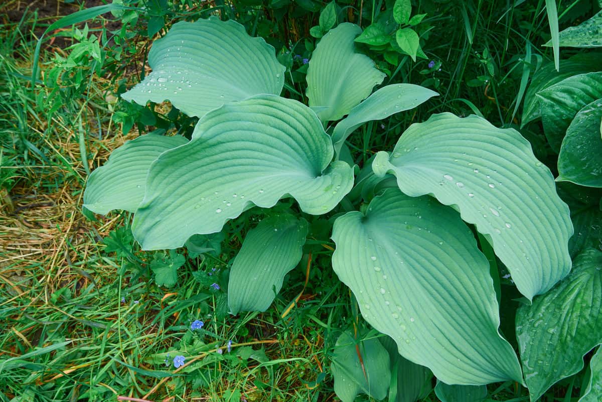Big Leaf Plants 12 Outdoor Plants With Astonishingly Giant Leaves