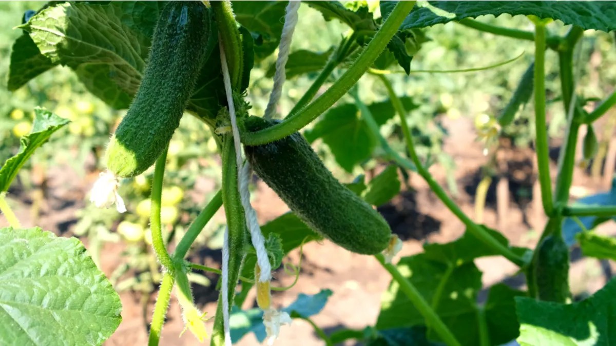 12 Sunflower Companion Plants (& 3 Plants To Grow Nowhere Near)