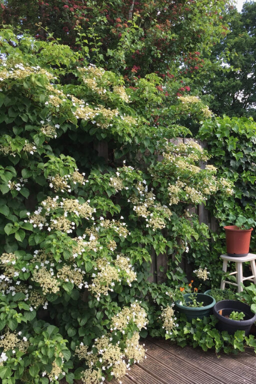 How & When To Deadhead & Prune Your Climbing Hydrangea