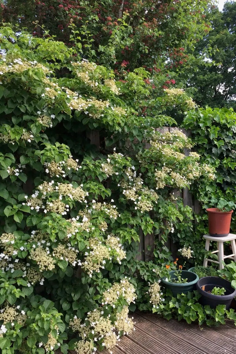 How & When To Deadhead & Prune Your Climbing Hydrangea