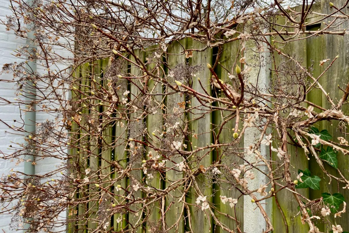 How & When To Deadhead & Prune Your Climbing Hydrangea