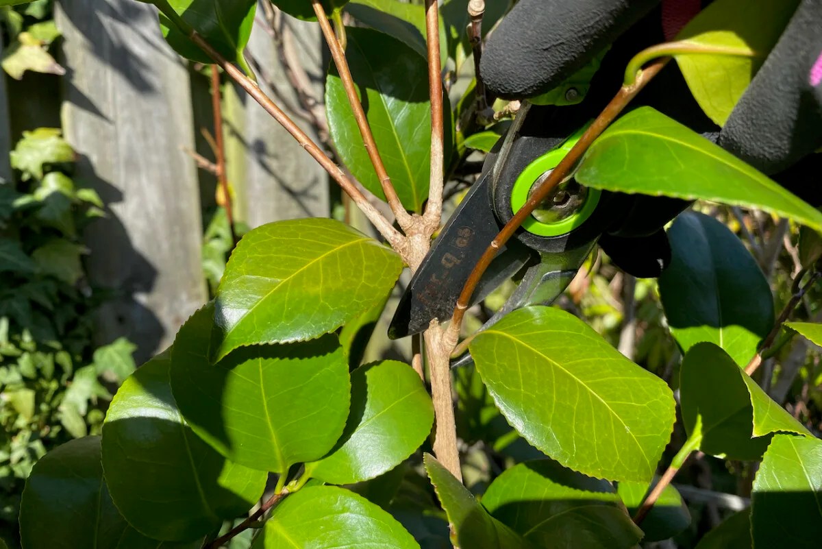 What to Do With Camellias After Flowering