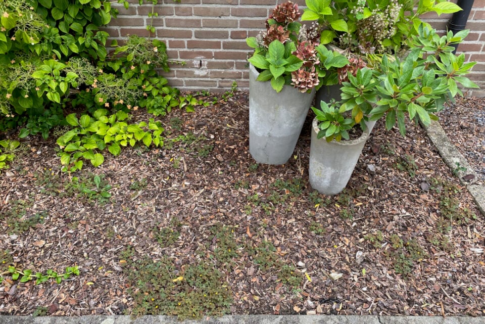 10 Plants That Will Thrive in Shallow Soil (& 6 Tips for Planting a