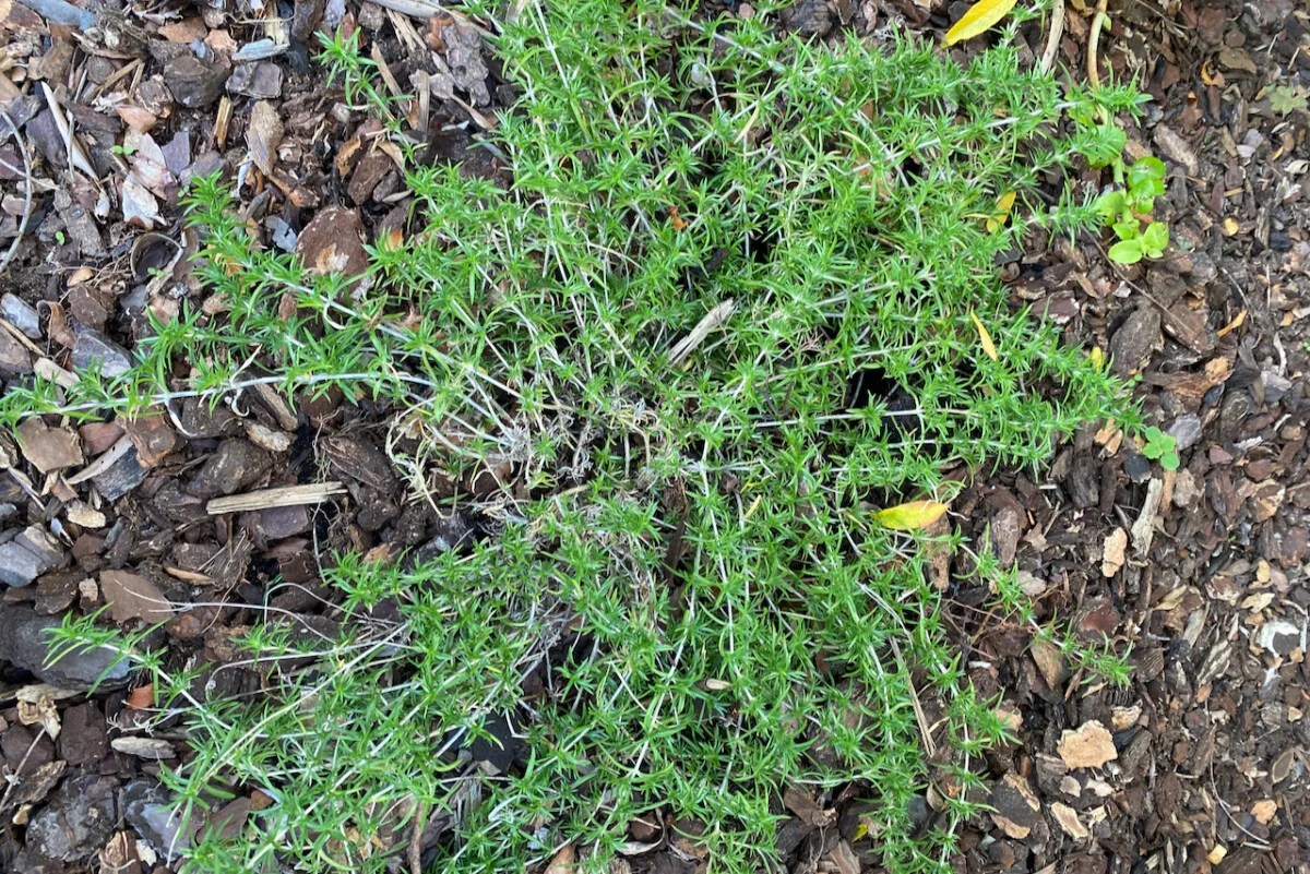 10 Plants That Will Thrive in Shallow Soil (& 6 Tips for Planting a