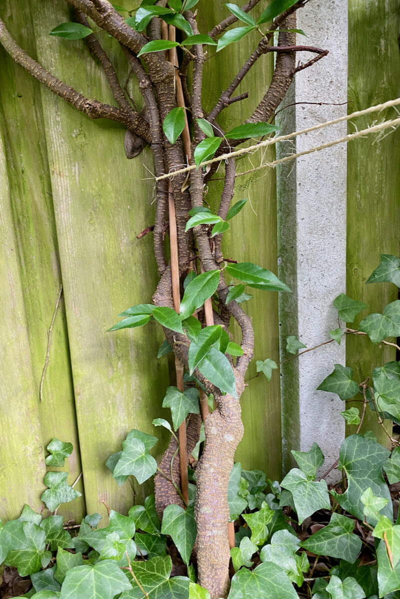 20 Plants To Propagate By Layering & How To Do It