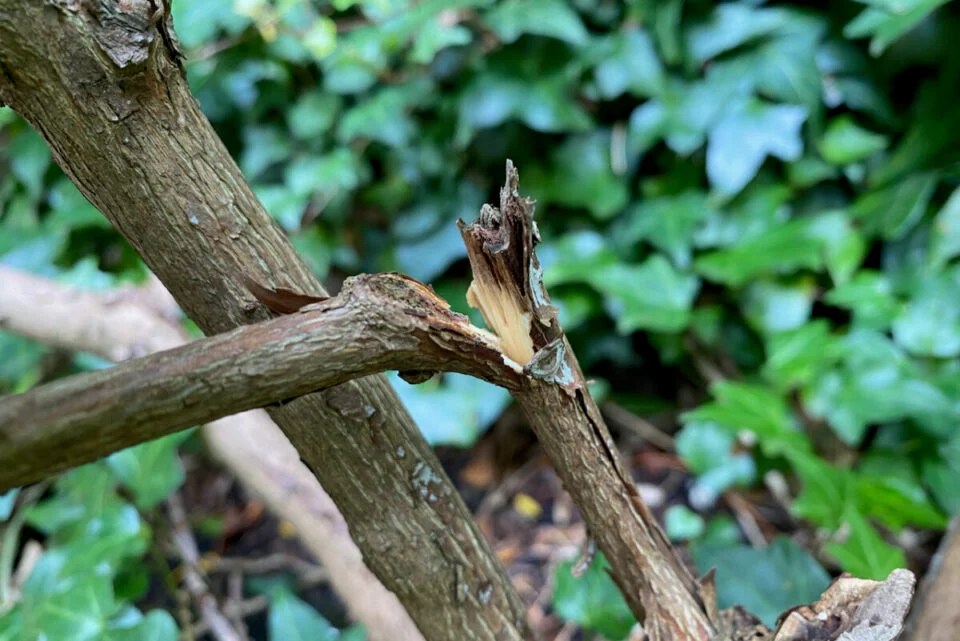 20 Plants To Propagate By Layering & How To Do It