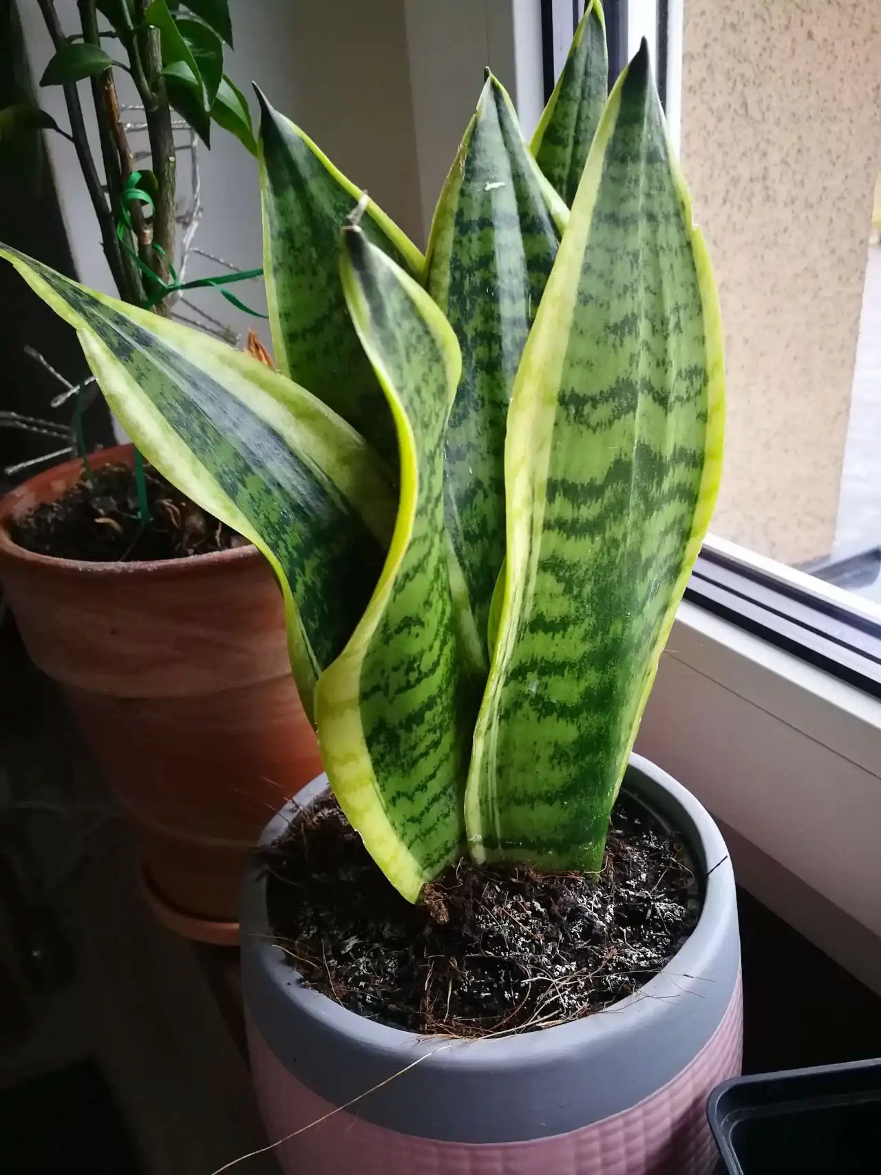 Dive Into the World of Snake Plants & Coffee Grounds ️