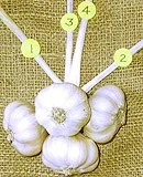 How To Make A Garlic Braid