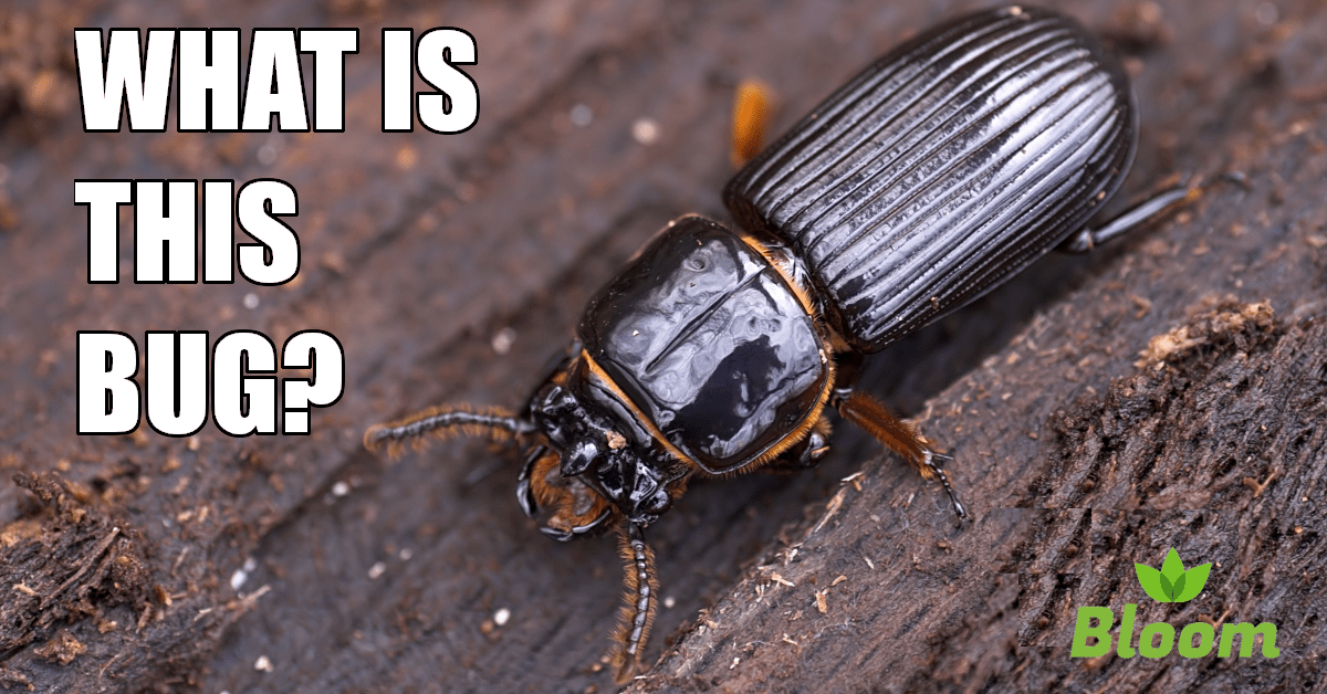 Ground Beetles Bloom Pest Control