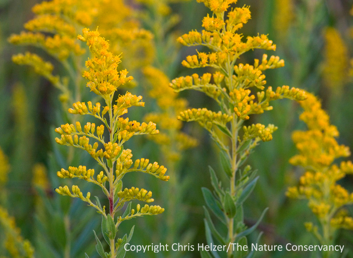 Goldenrod Spirit Medicine Bloom Post