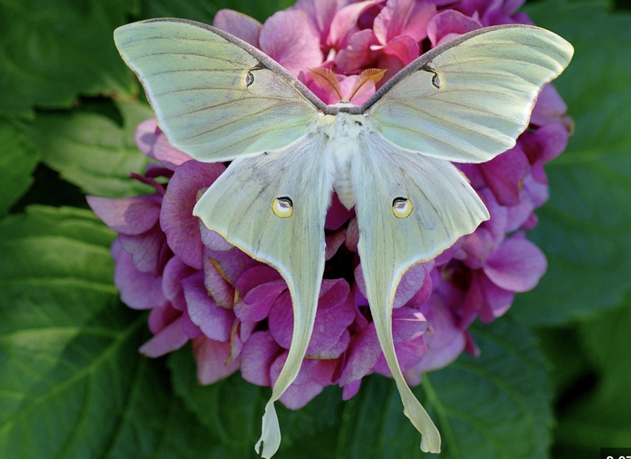 Luna Moth Medicine Bloom Post