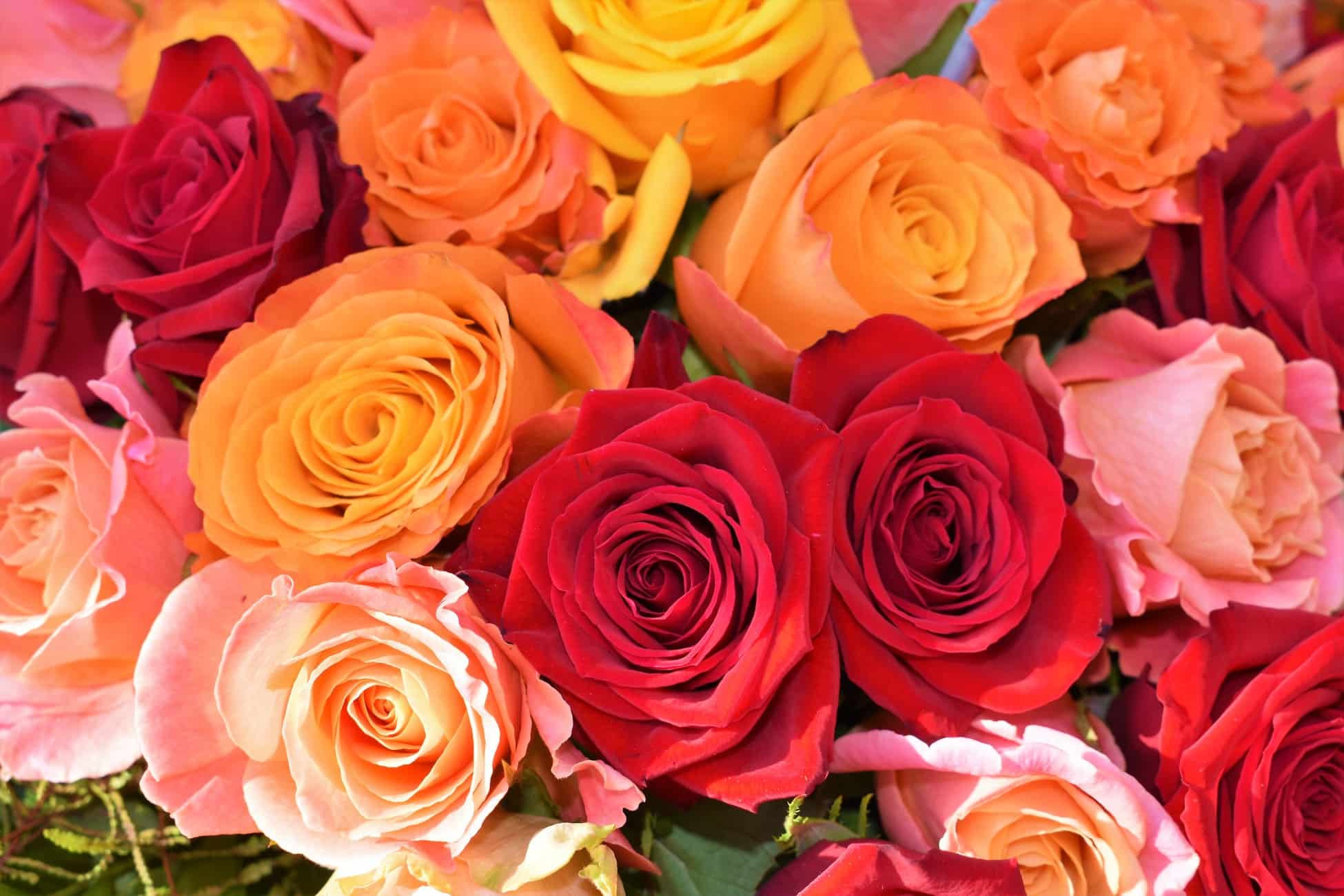 Meaning Of Color Rose Flowers Best Flower Site