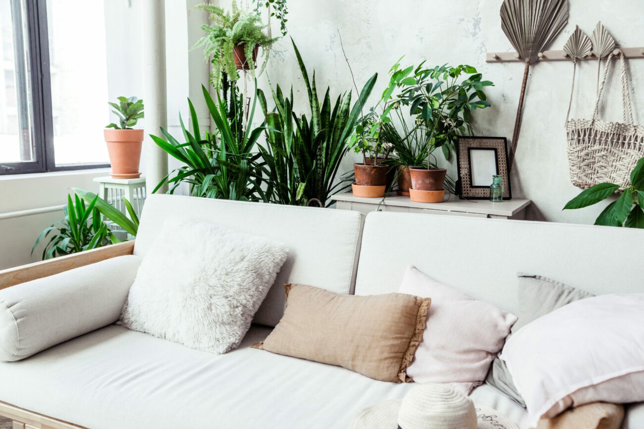 10 Best Indoor Plants For Low Light Environments Bloomspace