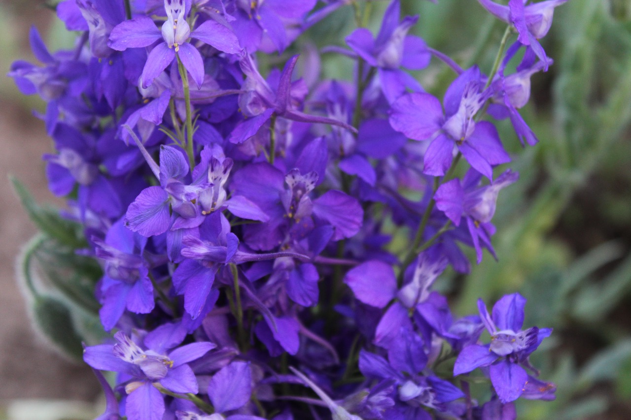 Buy Larkspur Flower Seeds BloomyBliss