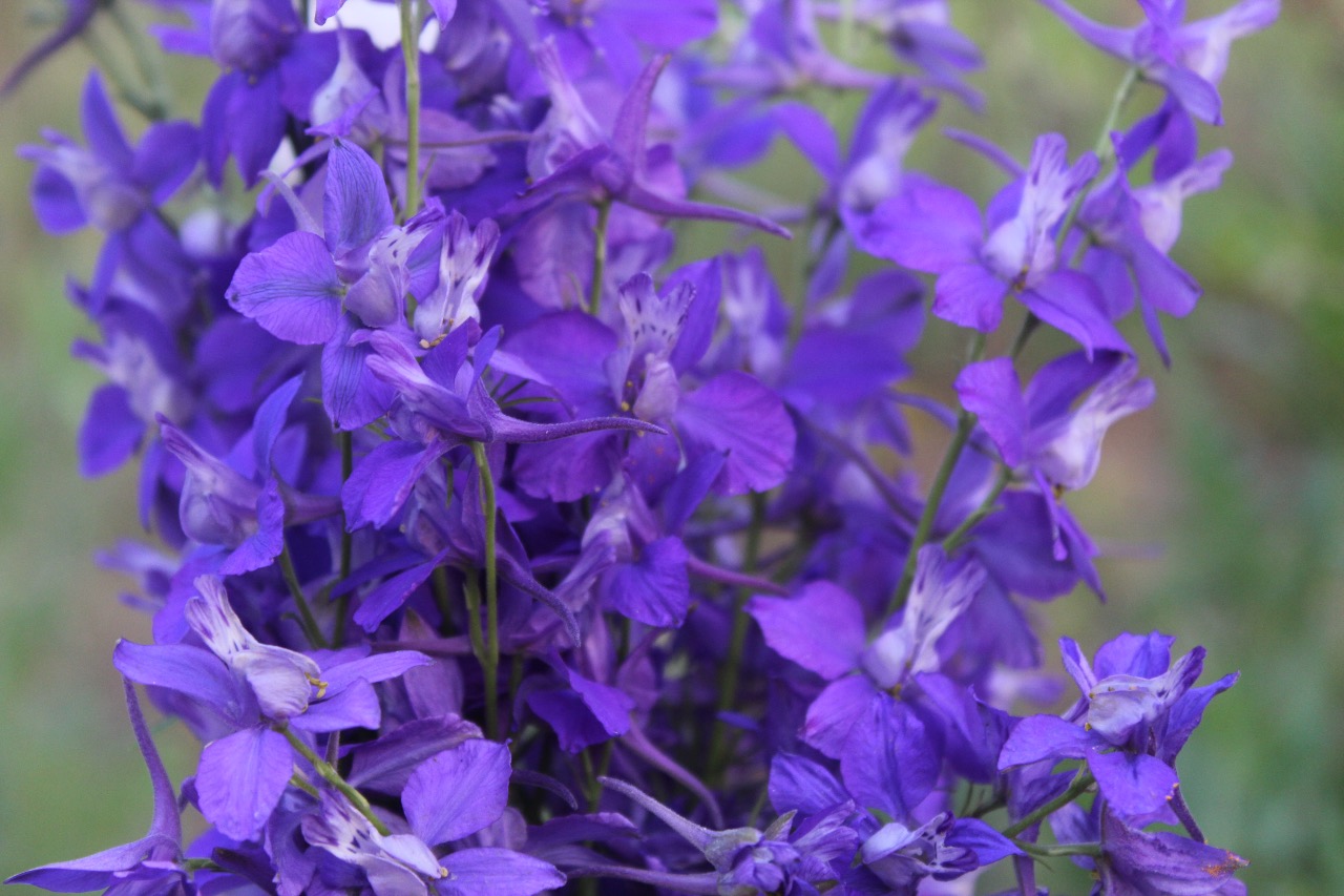 Buy Larkspur Flower Seeds BloomyBliss