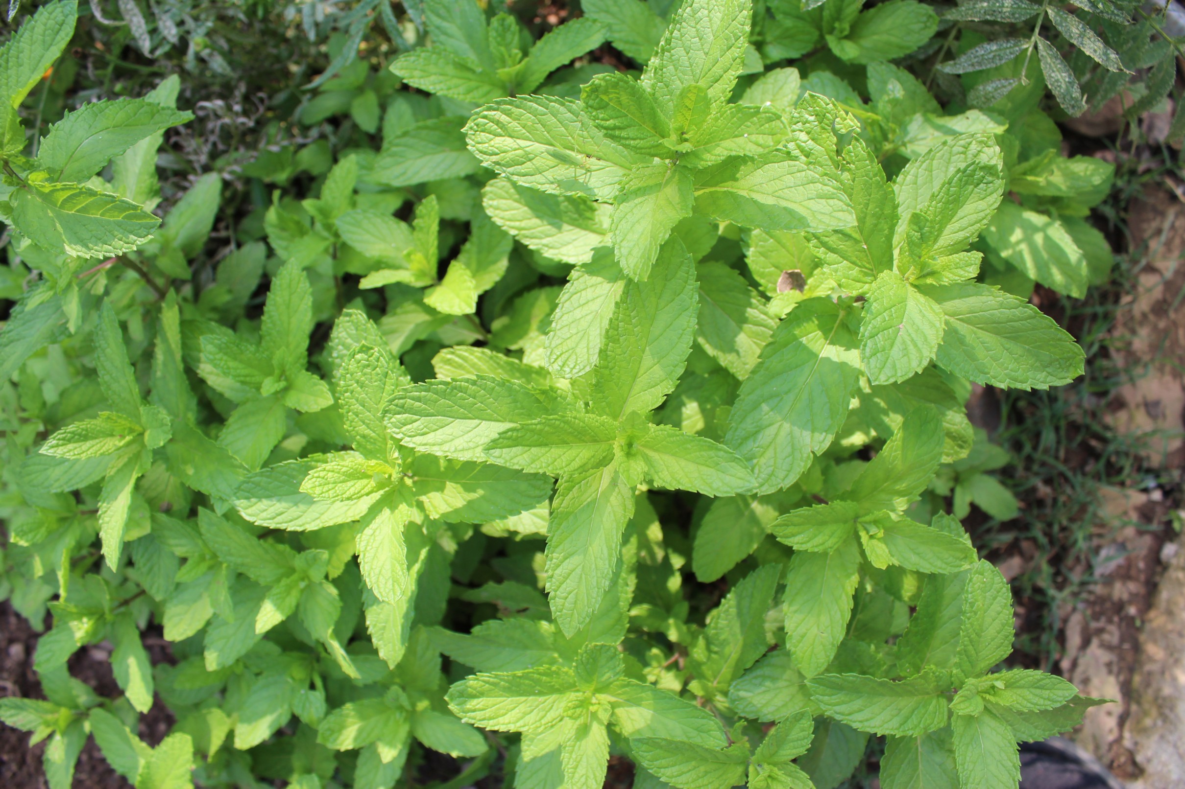 Buy Mint/Pudina Live Plant BloomyBliss flower shop