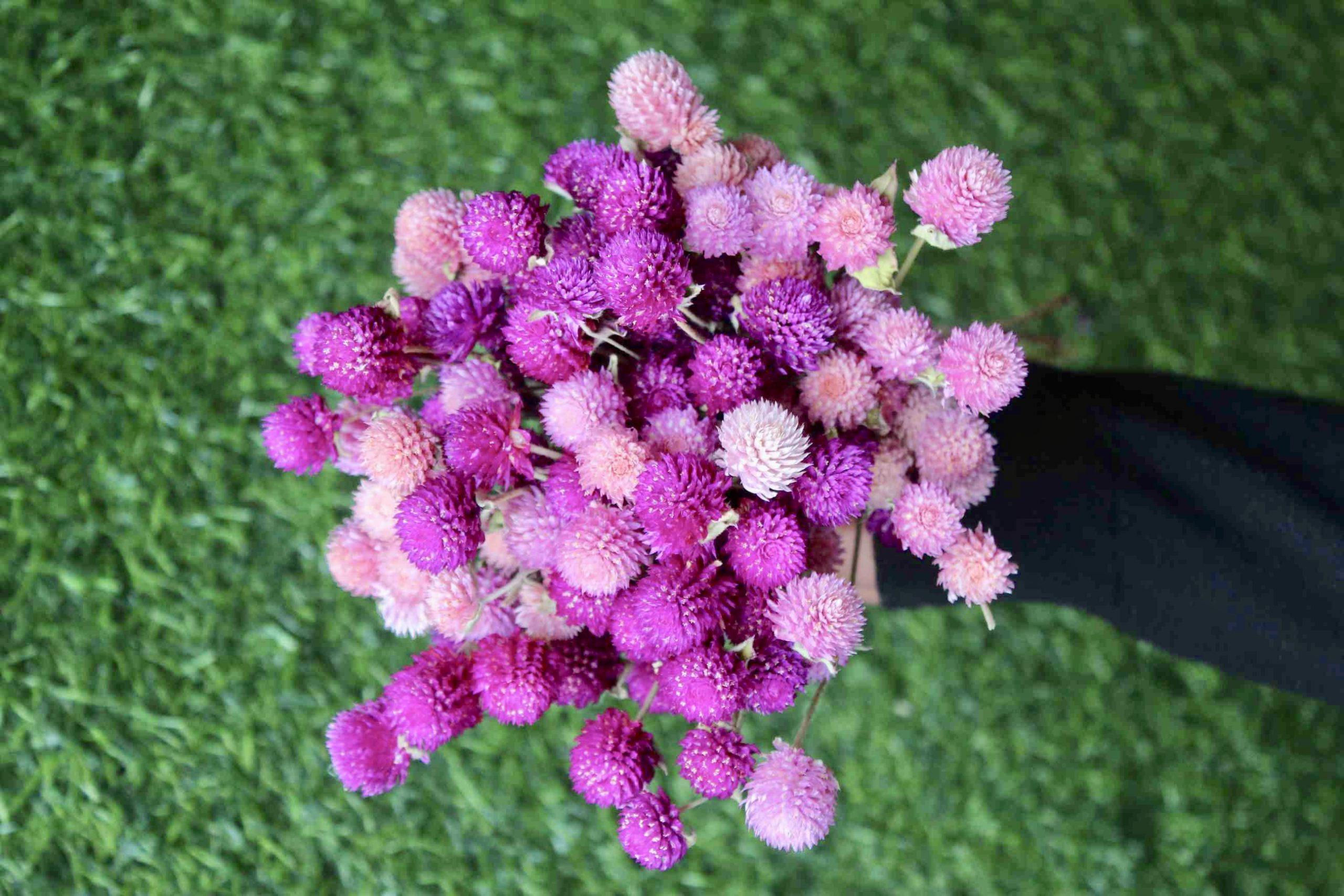Buy Gomphrena Purple and Pink Dried flowers bunch