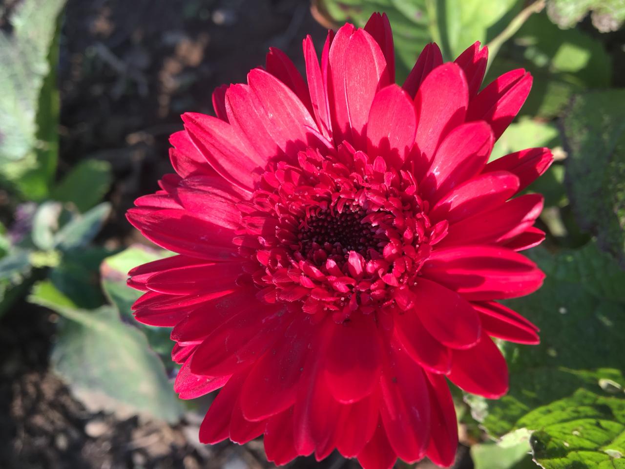 Buy Gerbera Daisy Live Plant BloomyBliss