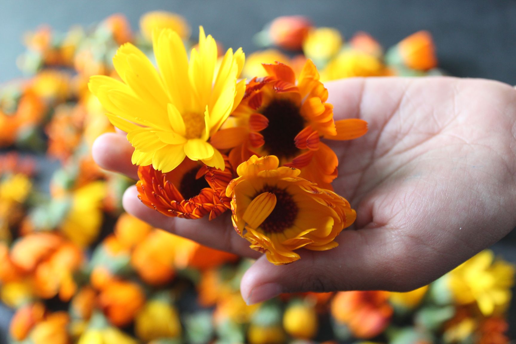 How Flowers Reduce Depression? BloomyBliss For An Organic Lifestyle