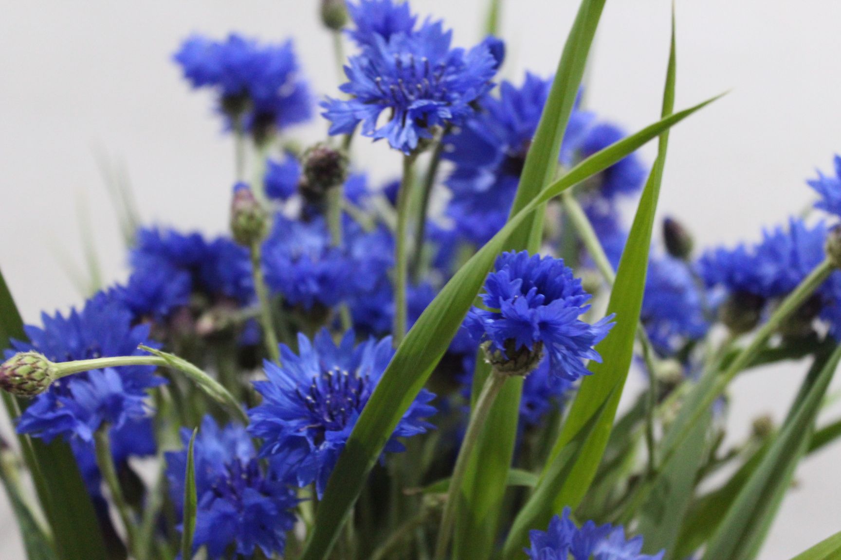 Fresh Blue Cornflower Flower Bouquet BloomyBliss Online