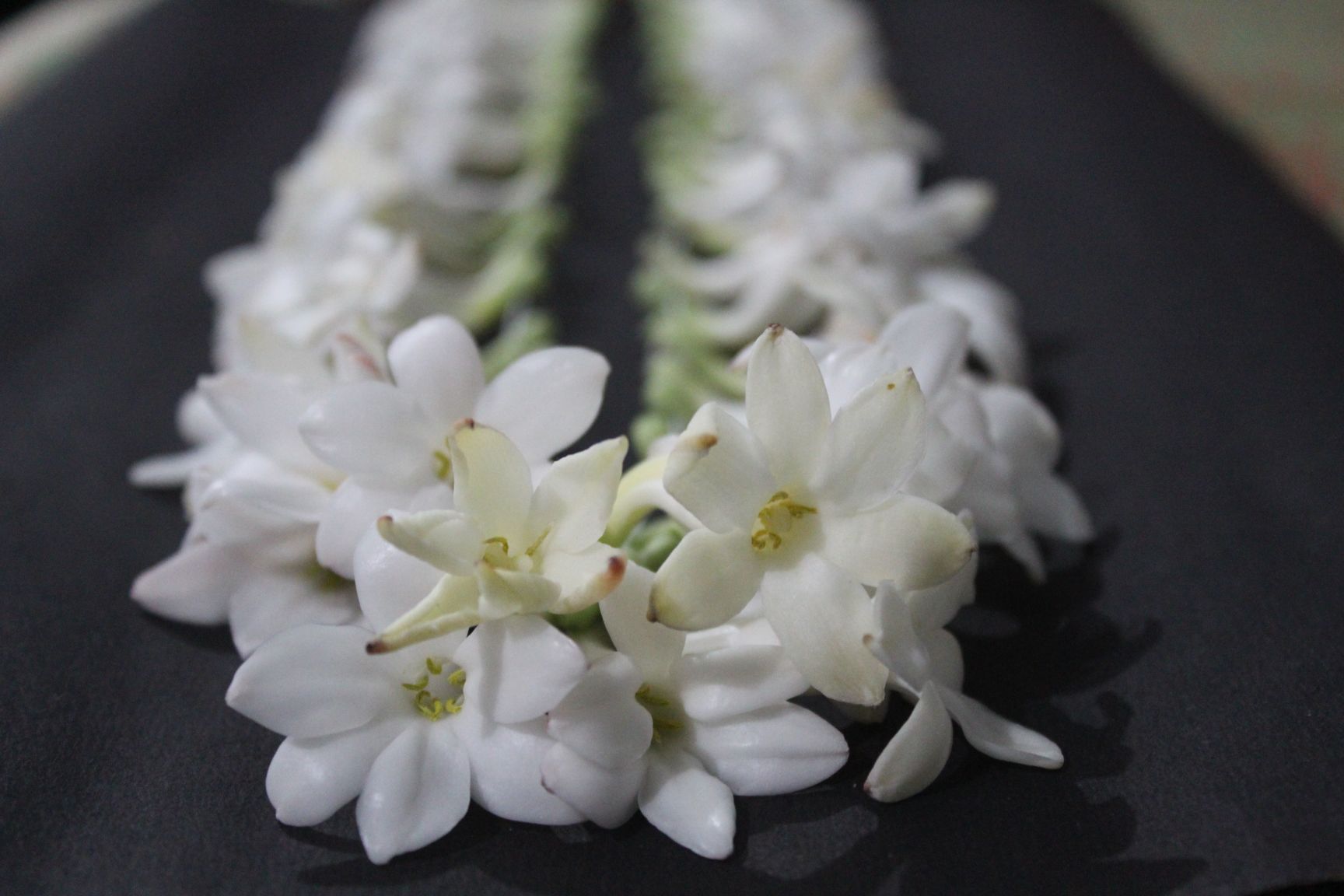 Rajnigandha Flower In Malayalam Best Flower Site