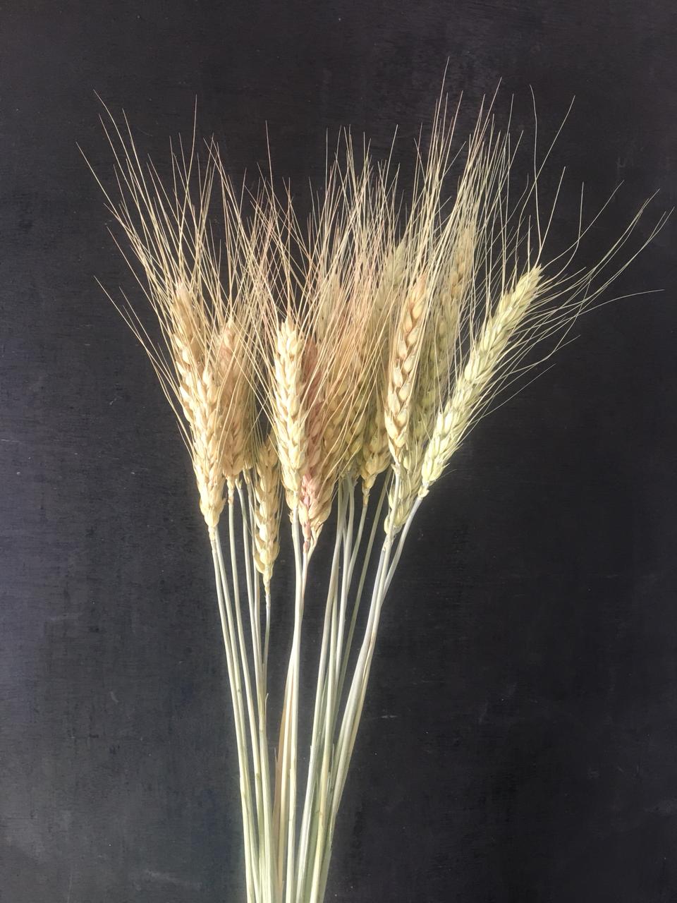 Buy Dried Wheat Grass Bunch BloomyBliss
