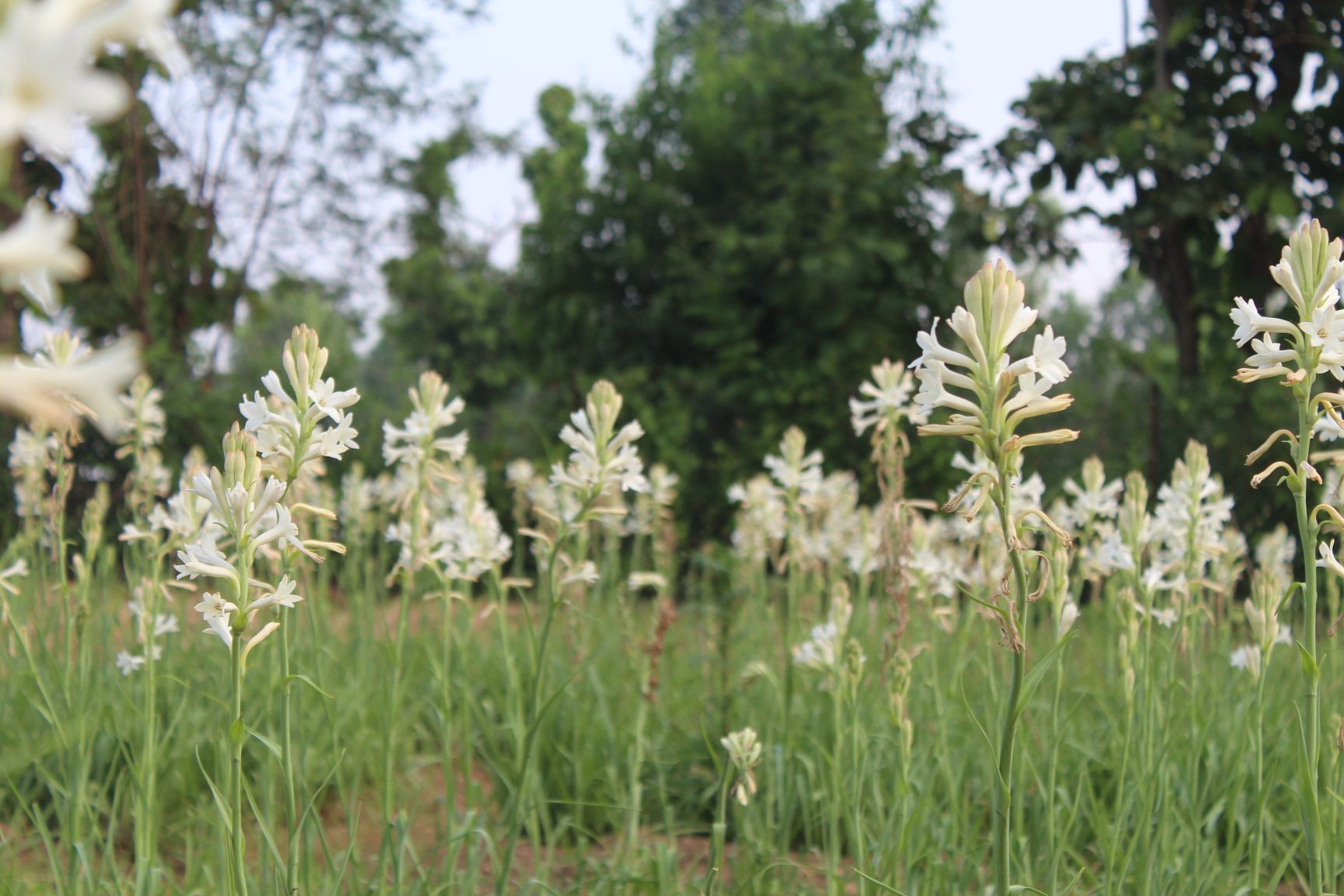 Rajnigandha Flower In Telugu Best Flower Site