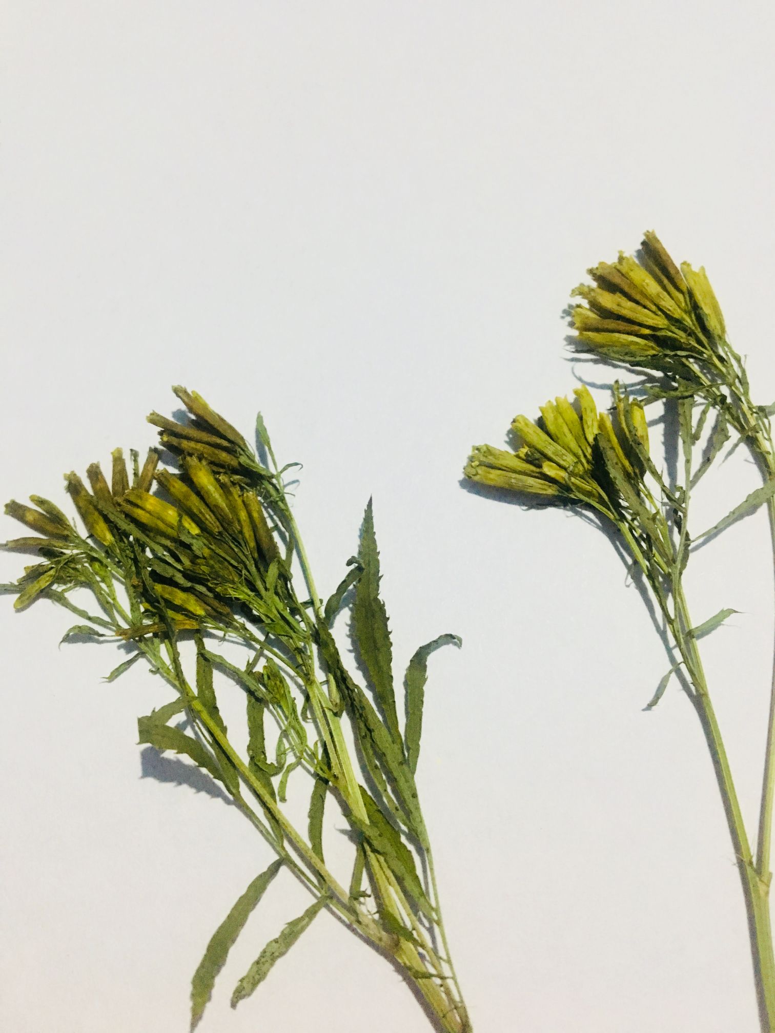 Buy Set of 4 Dried Pressed Flowers BloomyBliss