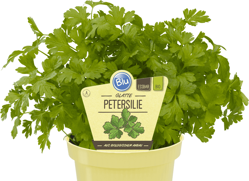 Petersilie Glatt – Blu – Kräuter & Gemüse - So Gesund Kann Lecker Sein.
