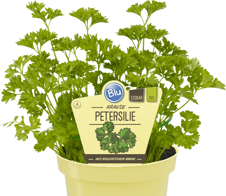 Petersilie Kraus – Blu – Kräuter & Gemüse - So Gesund Kann Lecker Sein.