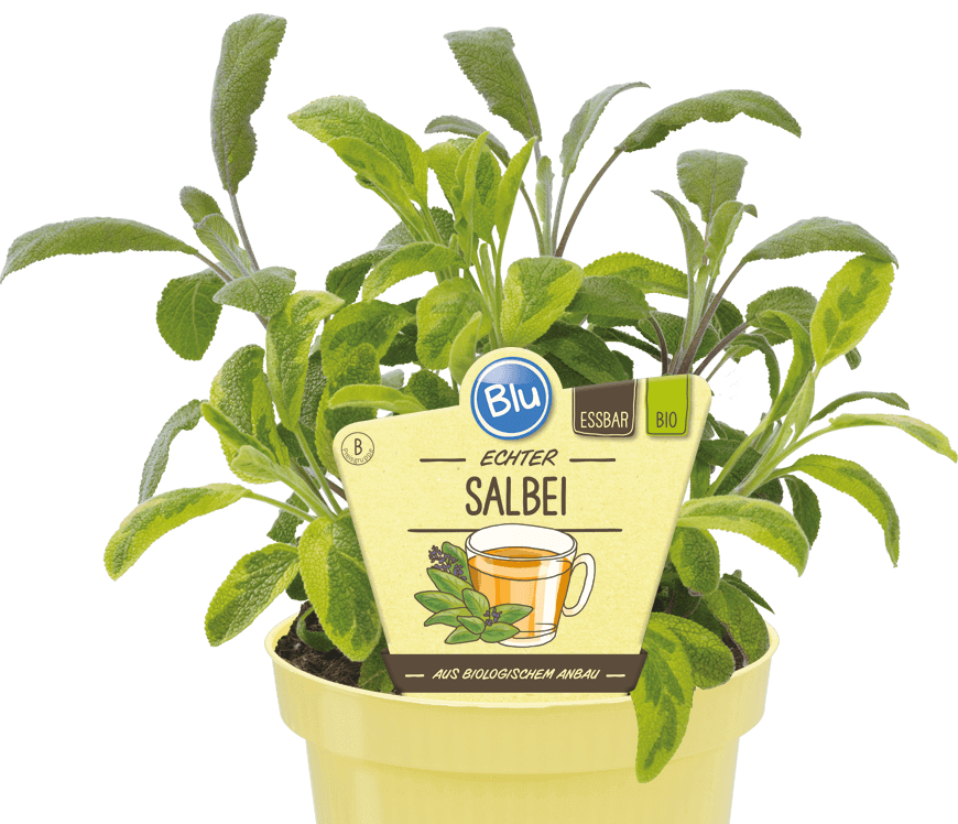 Salbei Blu Kräuter & Gemüse So gesund kann lecker sein.