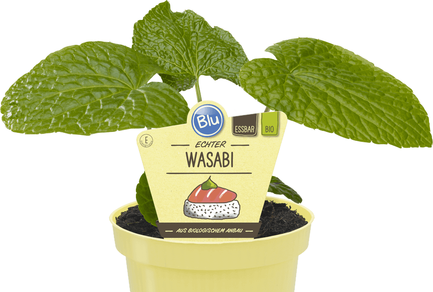 Wasabi Blu Kräuter & Gemüse So gesund kann lecker sein.