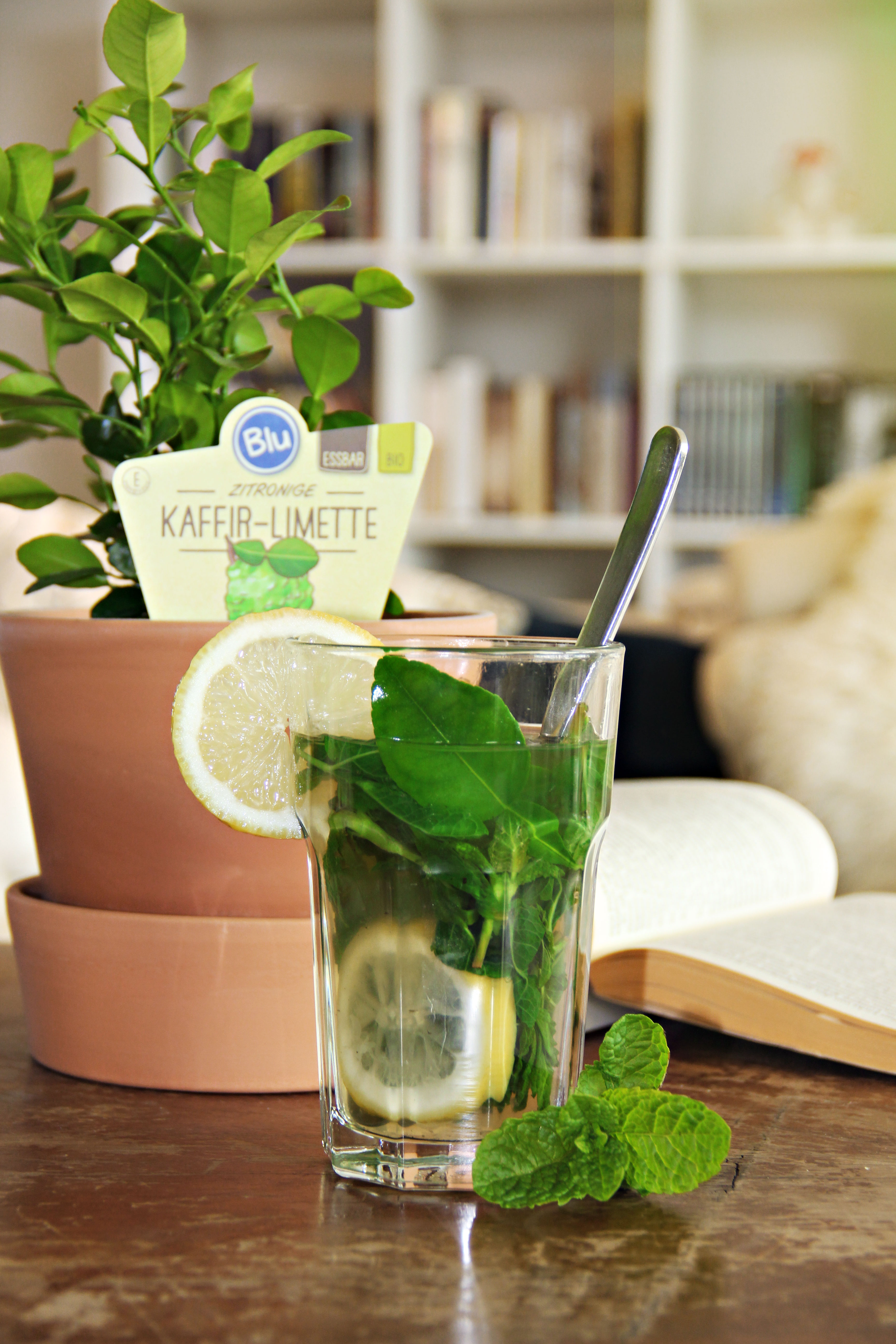 Marokkanischer Minztee mit KaffirLimette Blu Kräuter & Gemüse So